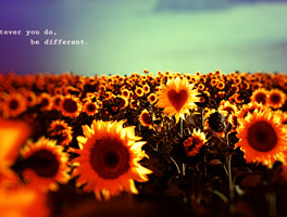 在线协作平台的免费短信轰炸机